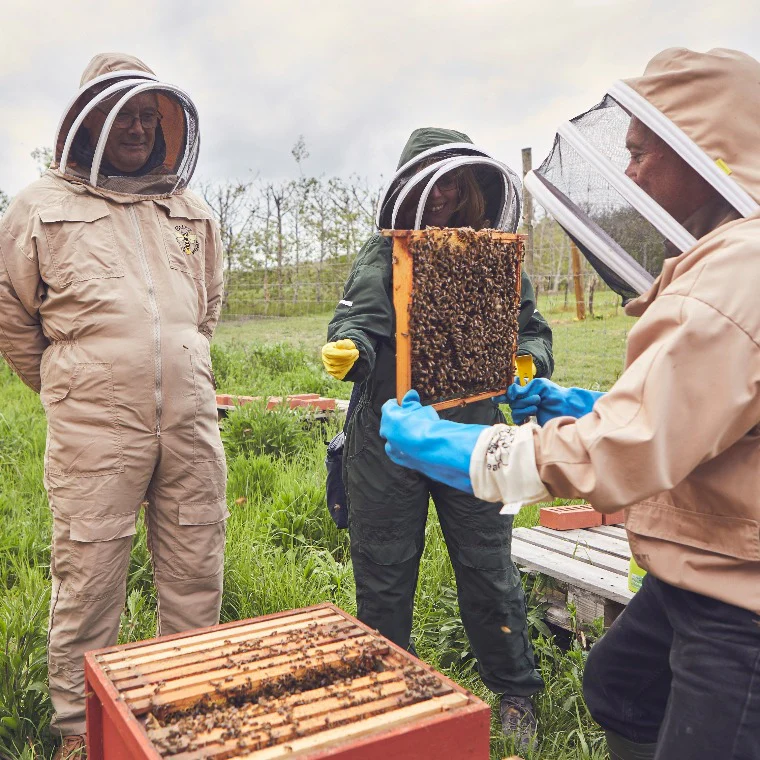 Bee-Keeping Experience - Image 3