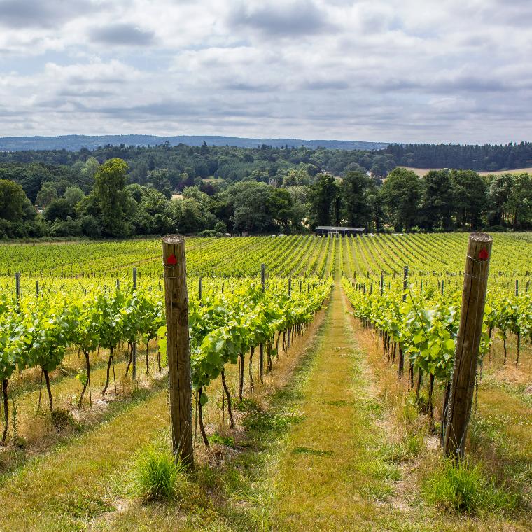English Wine & Cheese Tasting Voucher - Image 4